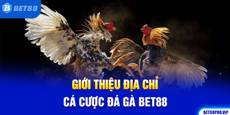 Giới Thiệu Địa Chỉ Cá Cược Đá Gà Bet88